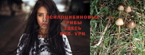 шишки Горно-Алтайск